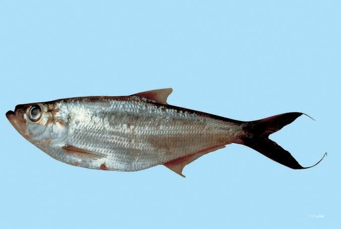 Apapá / Sardinhão