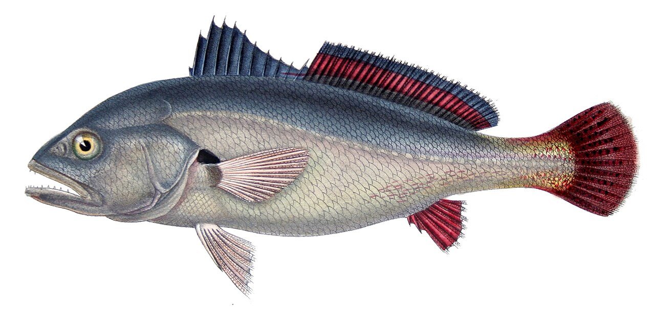 Corvina