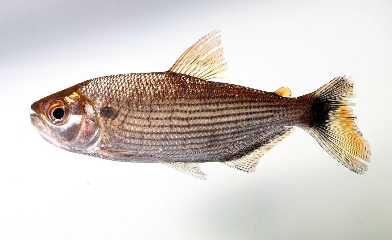 Matrinxã