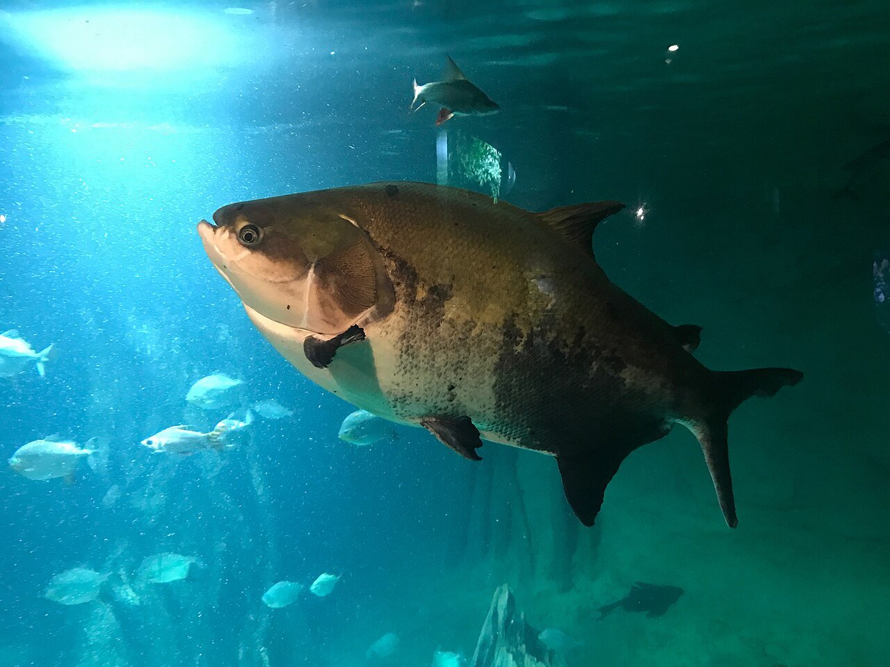 Tambaqui