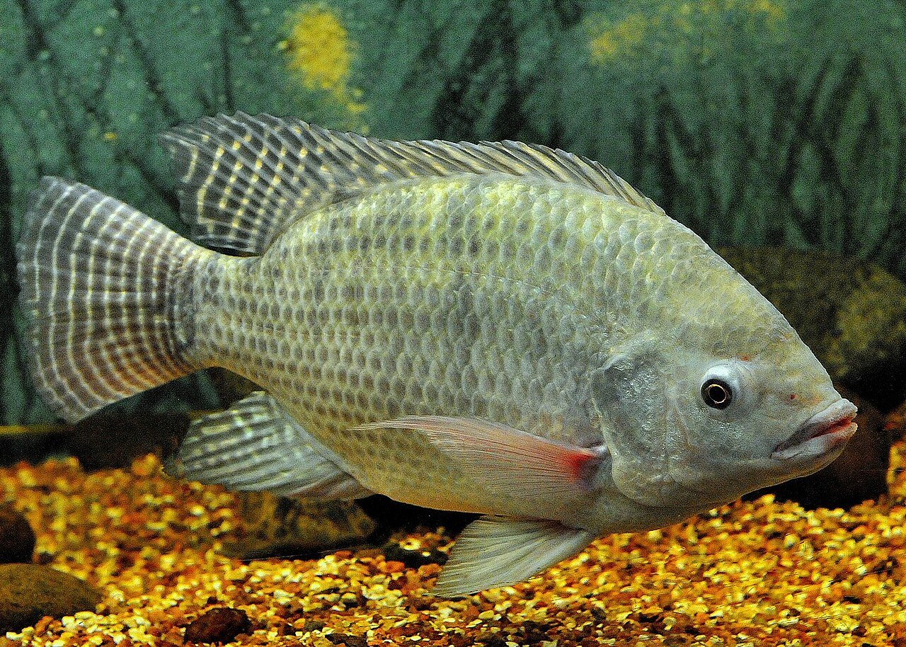 Tilápia